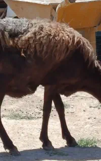 گوسفند برای قربانی