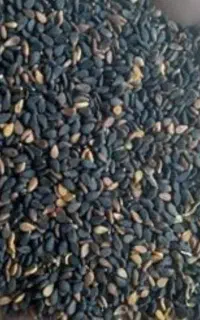 کنجد و خمیر مایه