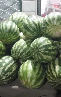 میوه سرای توحید