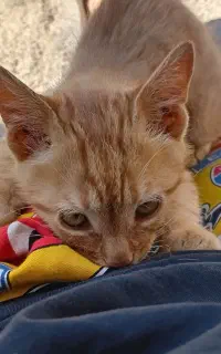 فروش بچه گربه