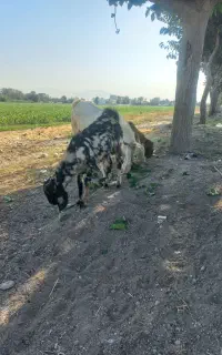 بز پاکستانی