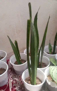فروش چند بوته گل سانسوریا دونه ای 100 تومن