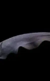 ماهی آکواریوم