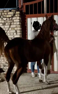 دره شوری آنتیک
