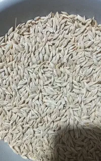 جو بوجاری درجه یک