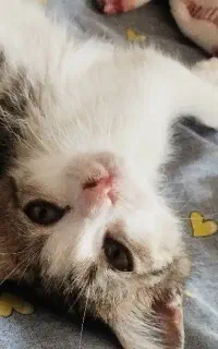 بچه گربه