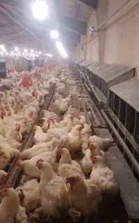 استخدام در مرکز پرورش مرغ اجداد سپید ماکیان