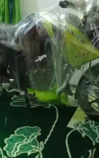 اپاچی