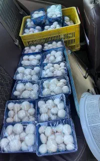 پرورش قارچ /آموزش کامل بسته بندی و فروش