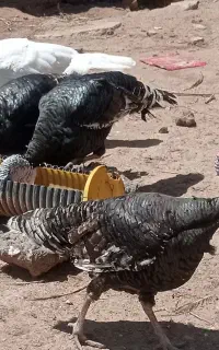 بوقلمون نر وخروس