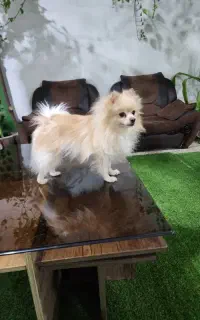 سگ پامر نر اصیل دوساله