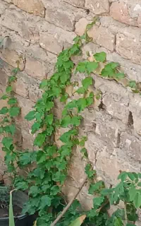مو چسب(رونده)