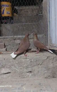 کفتر