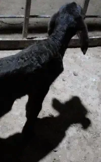 بره شیری نر لنگ جمل