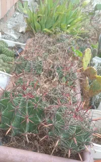 گلهای کاکتوس