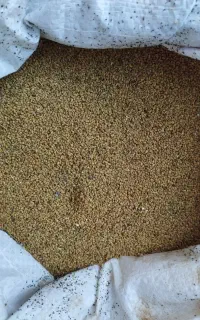 بذر یونجه