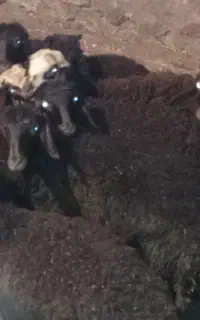 بیست راس بره