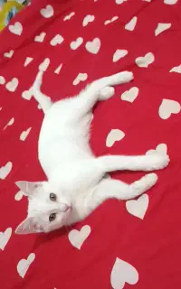 پرشین کلاسیک ماده 4ماهه