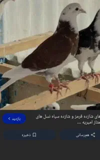 کبوتر گمشده جوجه شازده گلی