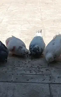 کفتر