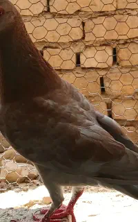 کبوتر زرد مسافتی نر