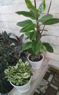 تعداد زیادی گل طبیعی بسیار زیبا  به فروش می‌رسد