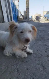 پاکوتا