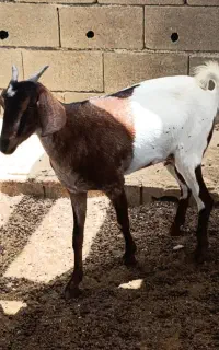 ۲ عدد.  کهره ماده چاق آبستن  ۳۵۰۰۰۰۰۰تومان