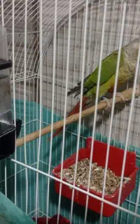 طوطی گرینچیک