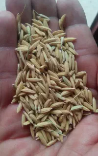 بذر شالی بینام