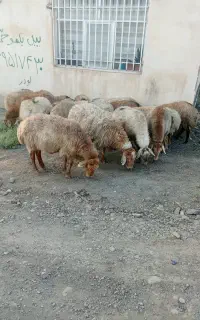 گوسفند شکم دار