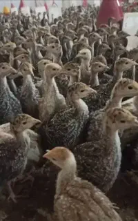 فروش بوقلمون ۲ماهه بیوتی و بر