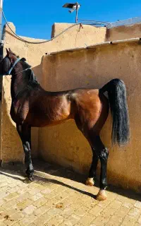 اسب نریان عرب یکسر خارجی سواری دار