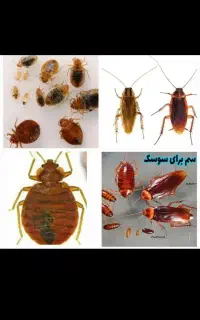 سمپاشی دریک مرحله سراسرتهران100٪تضمینیضمانتی۲۴ساع