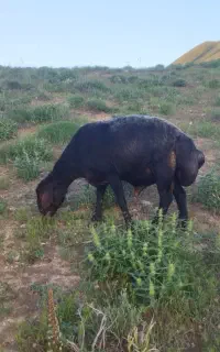 قوچ هترو