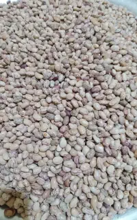 لوبیاچیتی ۳۰۰