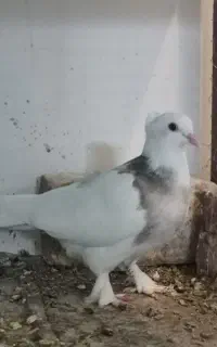 کبوتر