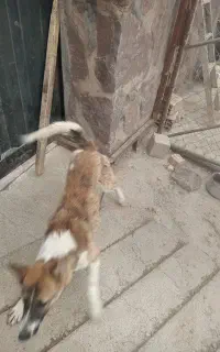 سگ نگهبان
