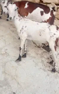کهره ماده