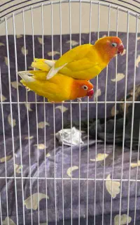 یک جفت طوطی کوتوله زیبا
