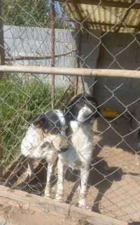 دو عدد توله شکاری