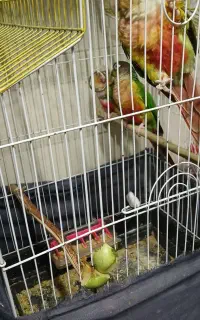 گرینجیک مولدبایک جوجه