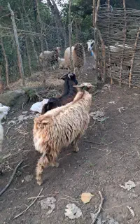 بز نر ۱ساله ۳۰ کیلویی گوسفند