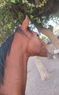 اسب دوسر چاپار