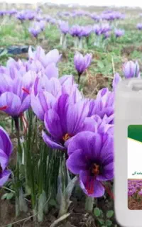 کودآلی مایع افزایش تناژ زعفران پسته باغات میوه
