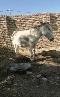 الاغ ماده، جوان، سالم