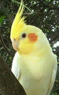 ج عروس