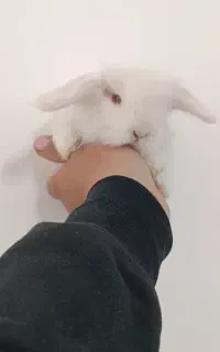 خرگوش لوپ سوپرفلت چشم شرابی