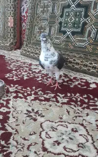 طوقی سوسکی نر