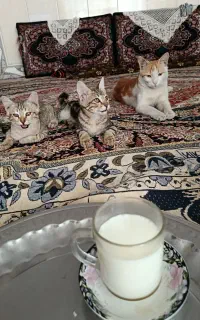 بچه گربه نر ۳ ماهه رایگان